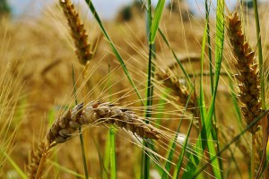 wheat-agriculture-field-ears