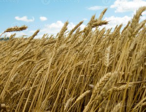 waves-of-wheat-in-the-wind-on-blue-sky-background-photo