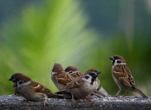 Seven_sparrows